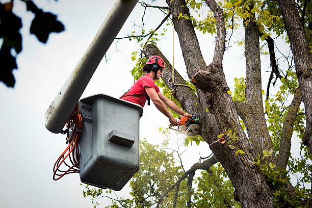 Mulching Services in Yellow Springs, OH