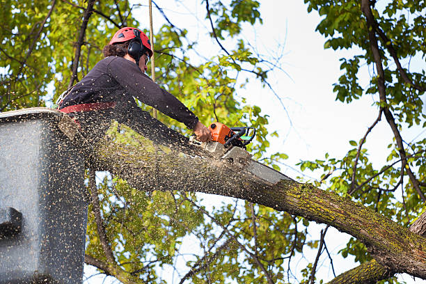 Professional Tree Care  in Yellow Springs, OH